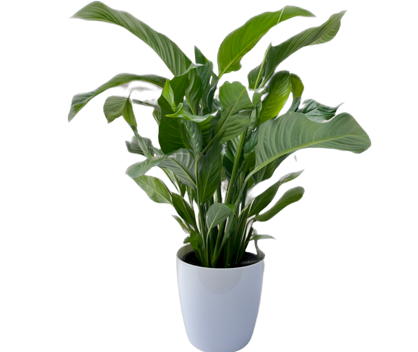 Peace Lily 190mm & Pot