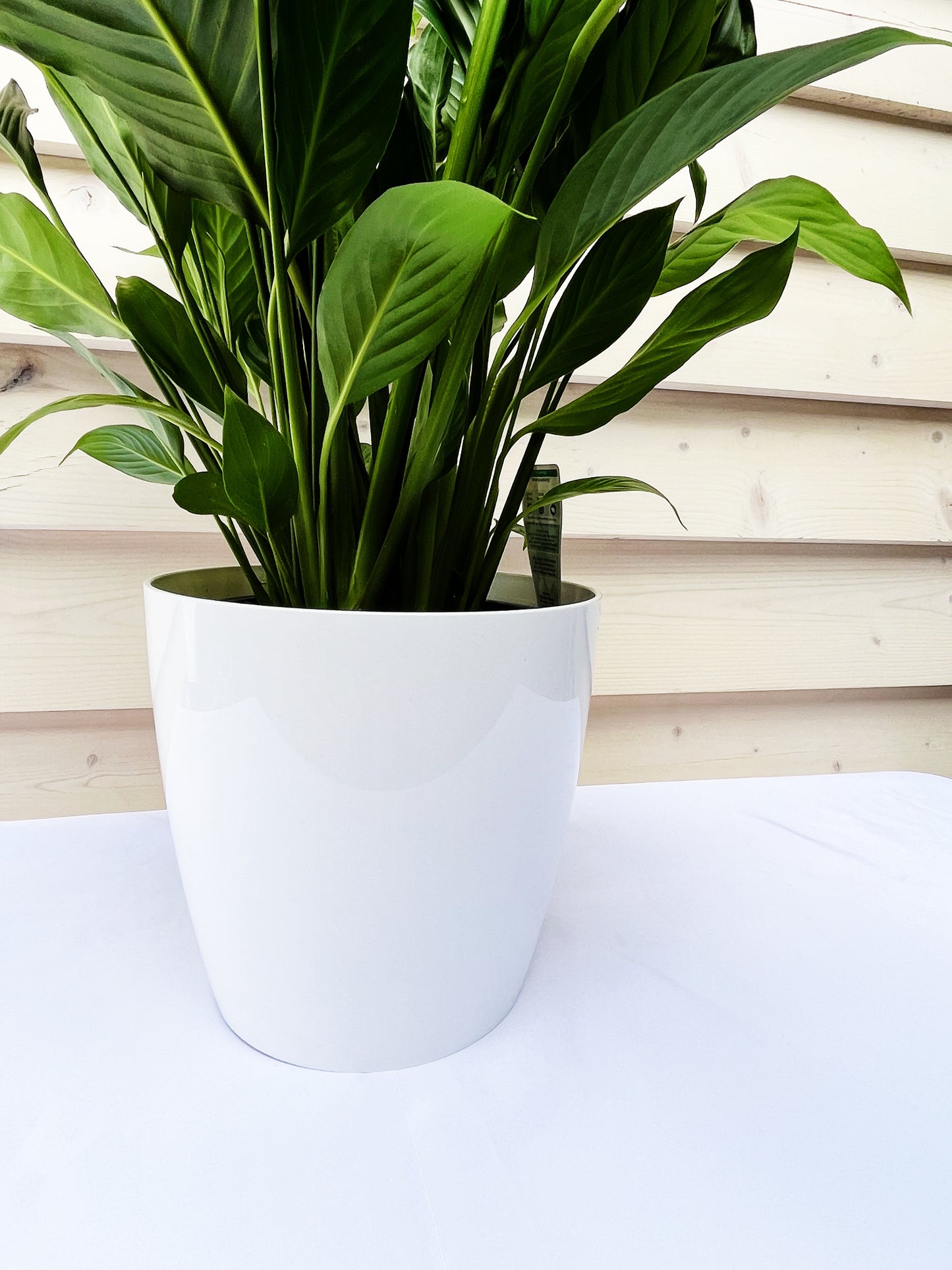 Peace Lily 190mm & Pot
