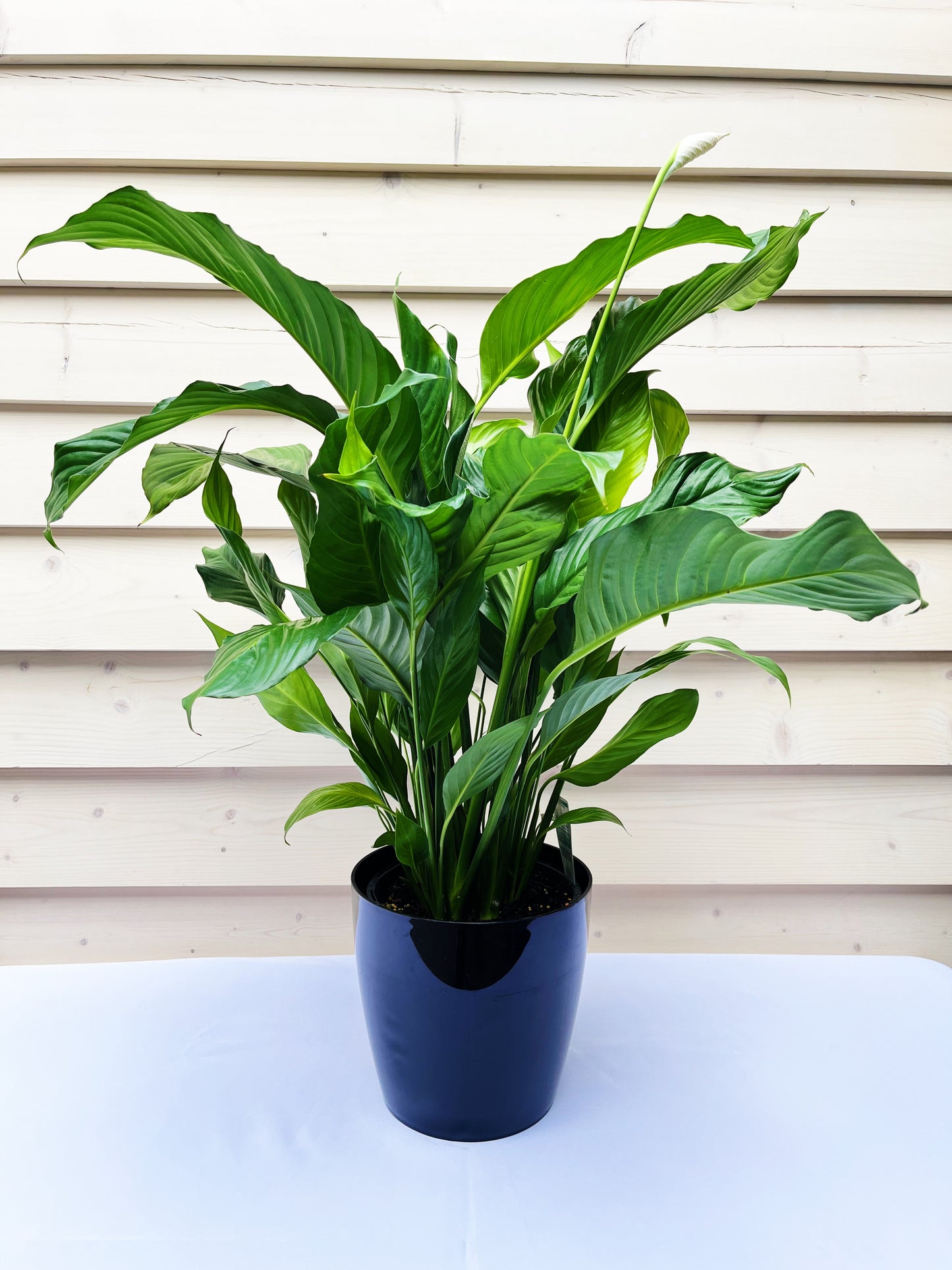 Peace Lily 190mm & Pot