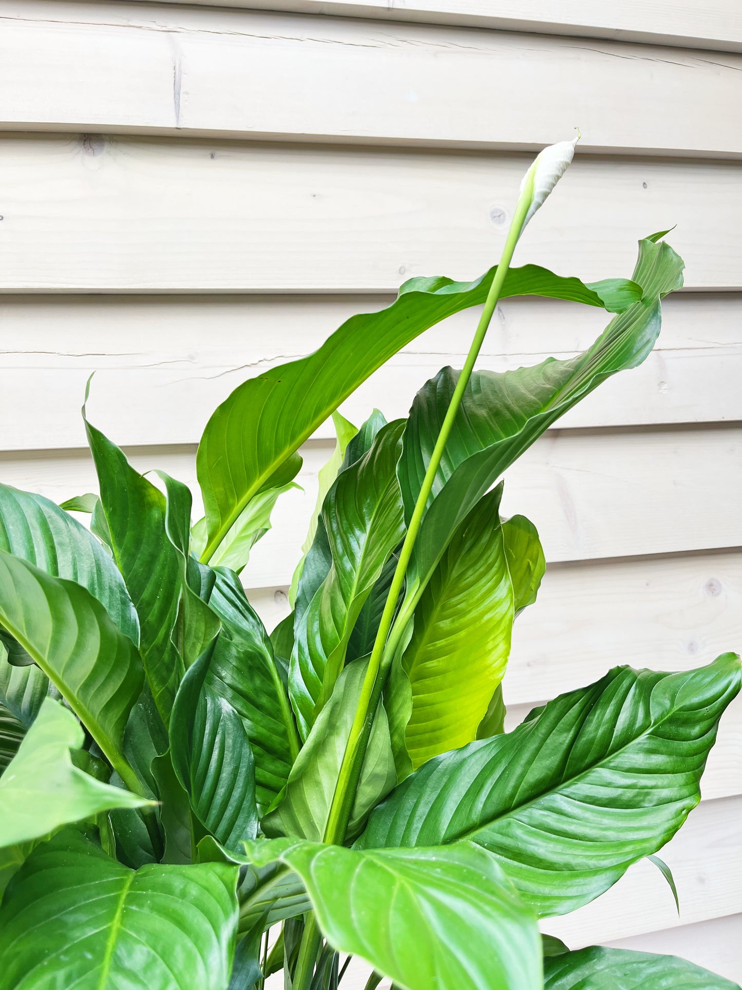 Peace Lily 190mm & Pot