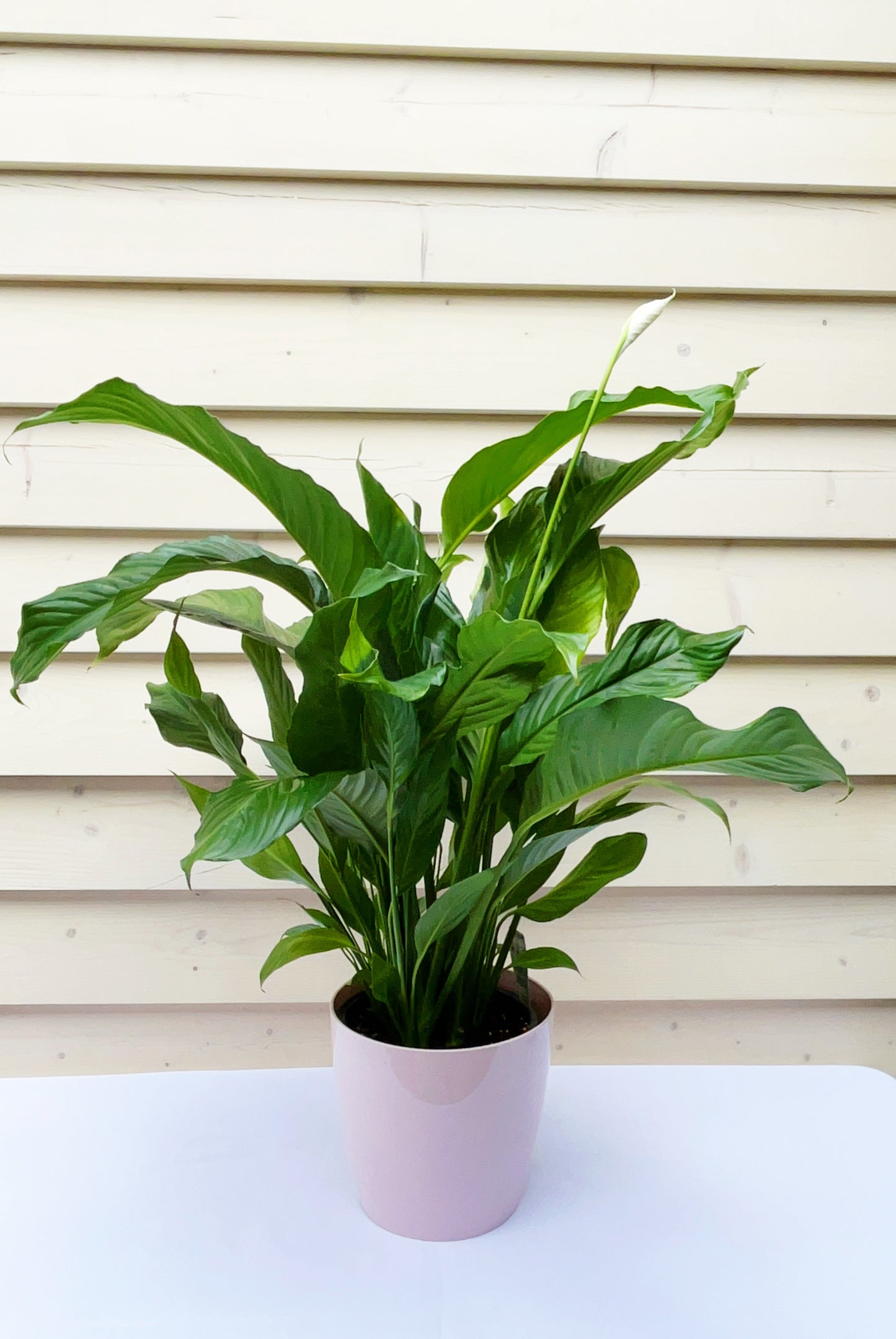 Peace Lily 190mm & Pot