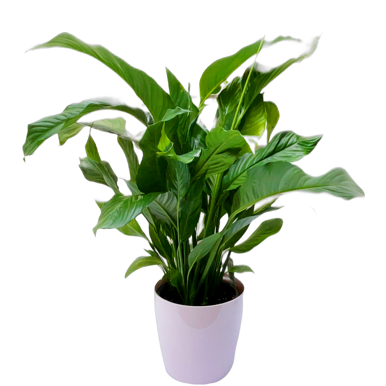 Peace Lily 190mm & Pot