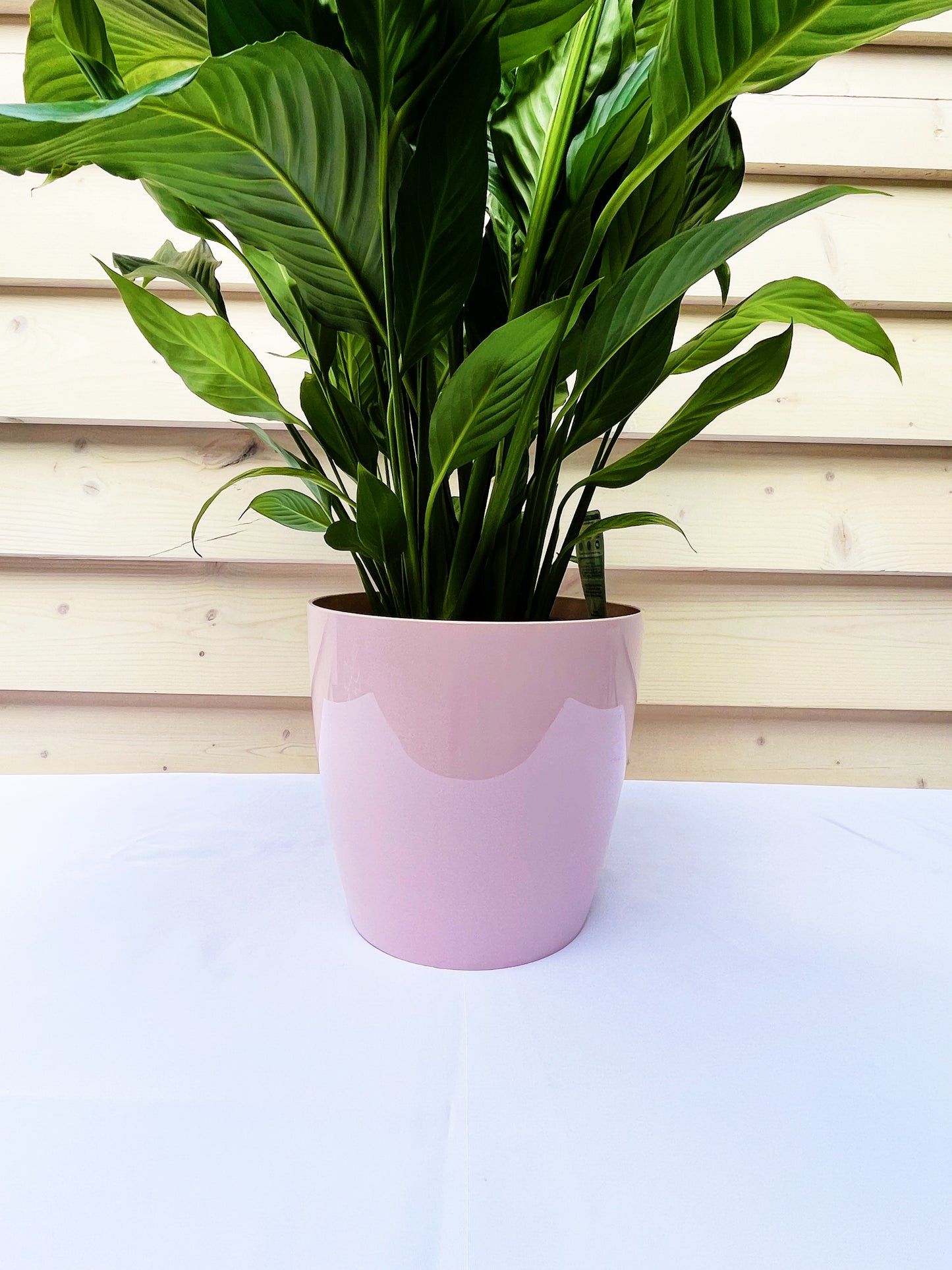 Peace Lily 190mm & Pot