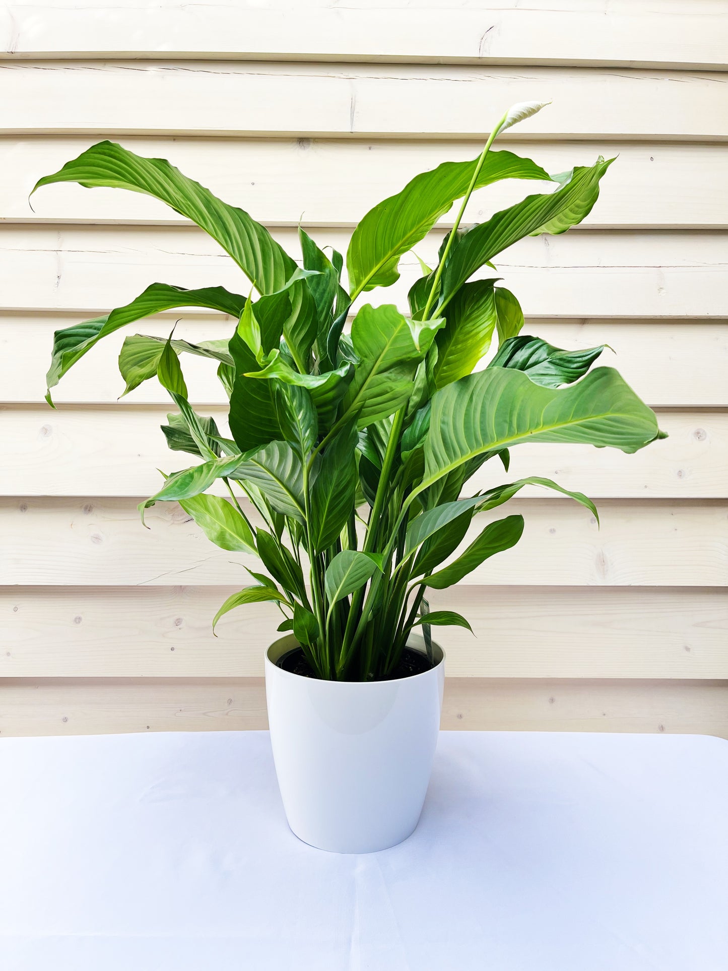 Peace Lily 190mm & Pot