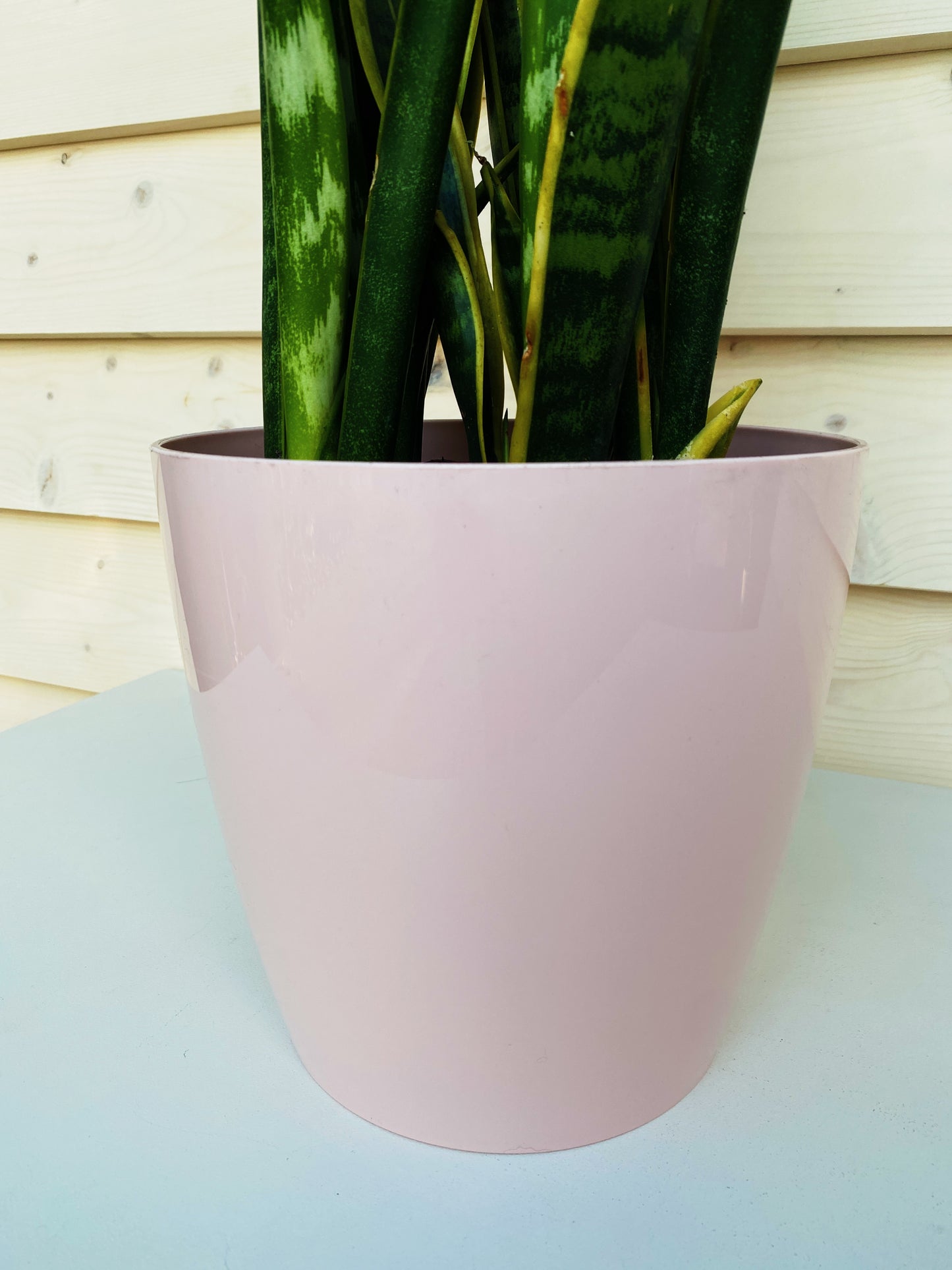 snake plant in pink pot