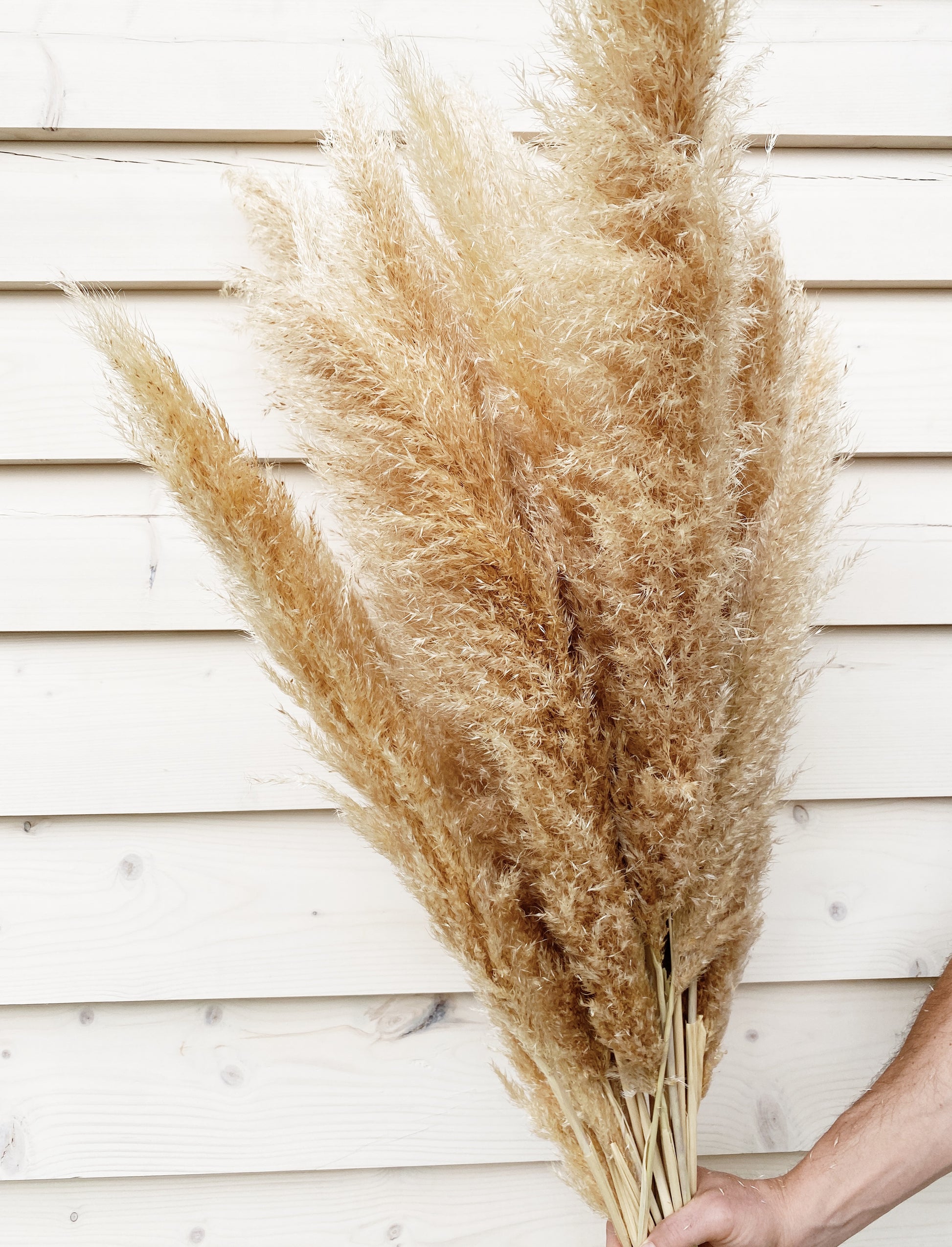 dried pampas grass- Humble Bundle