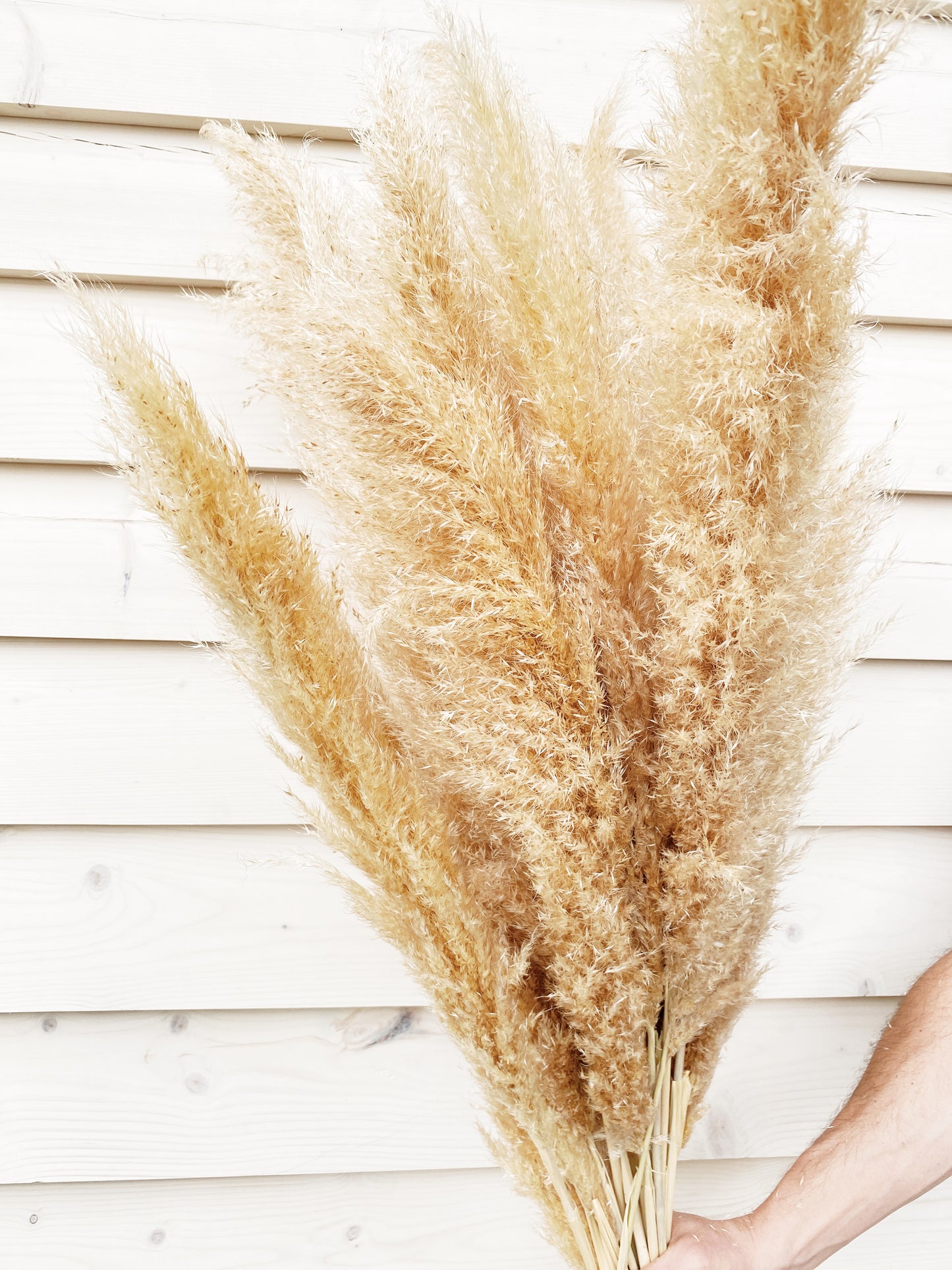 Beautiful dried Pampas grass