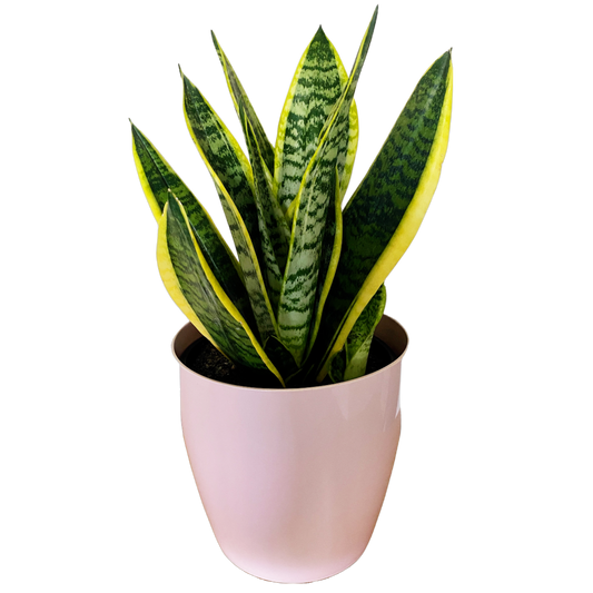 Snake Plant 190mm & Pot