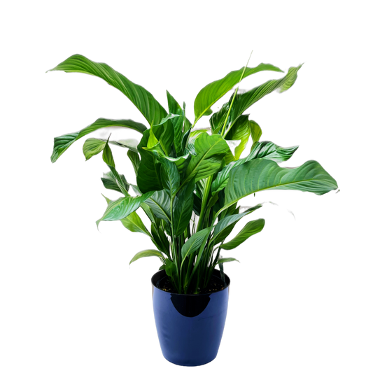 Peace Lily 190mm & Pot