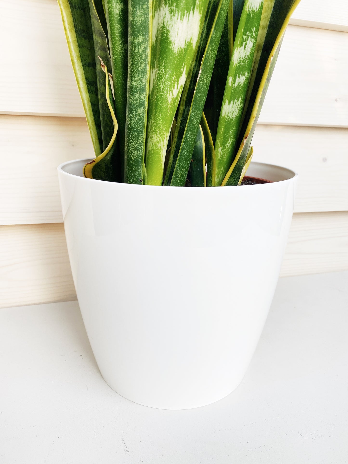 snake plant in white pot