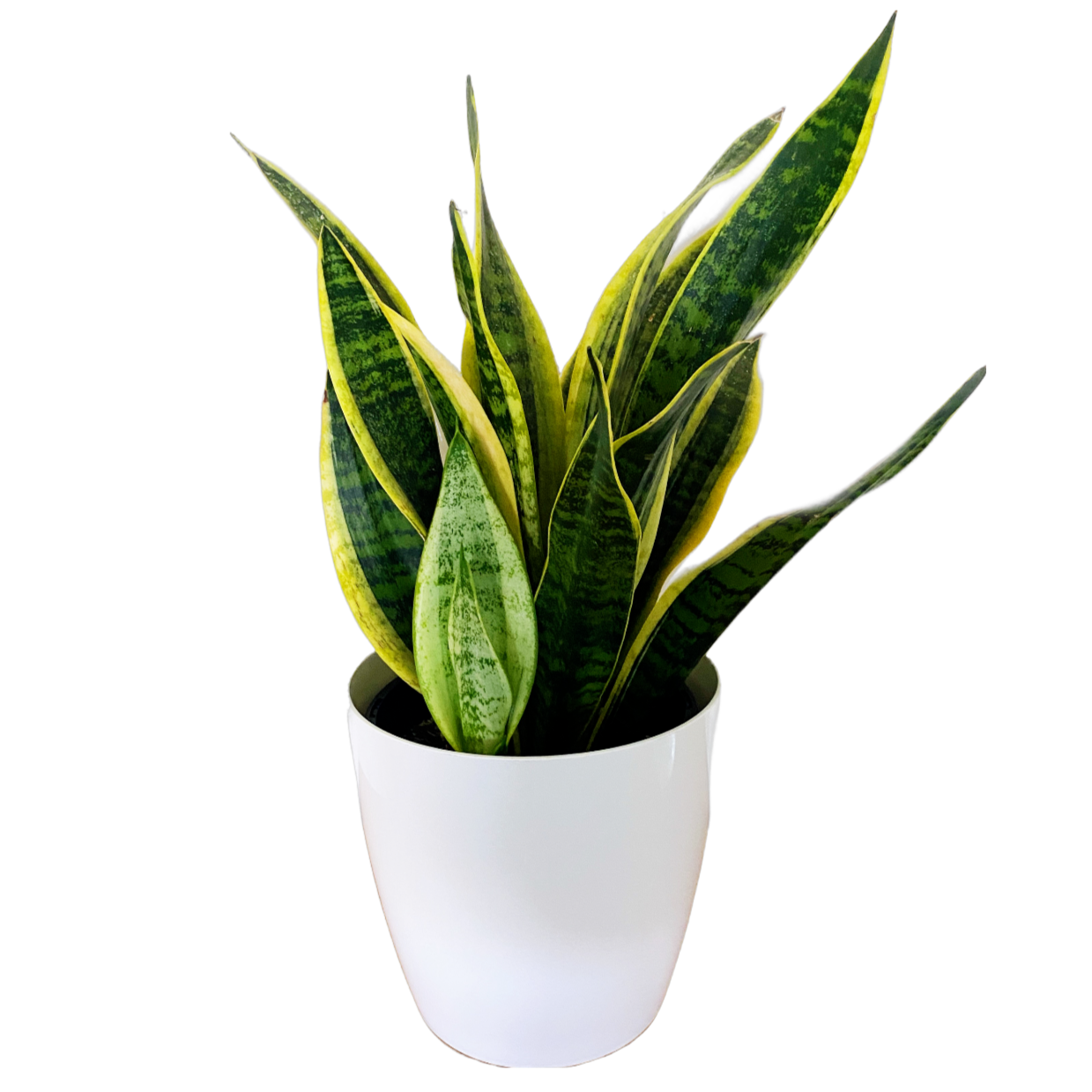 Snake Plant 190mm & Pot